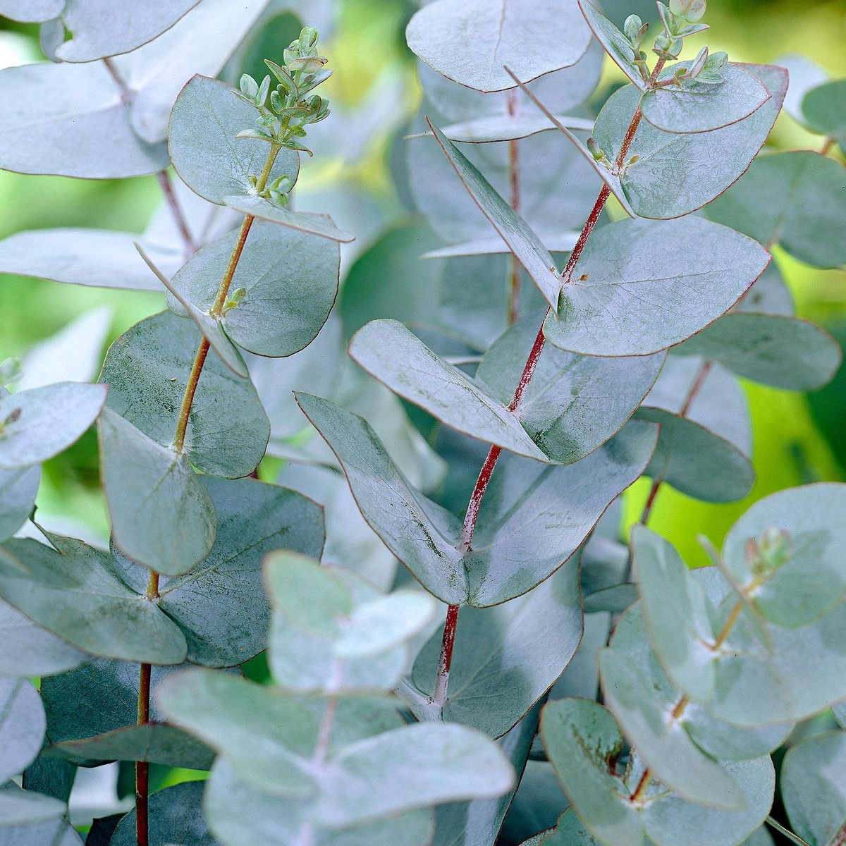 Where Can I Buy Eucalyptus Plant