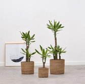 Combi deal - 3x Dracaena Golden Coast