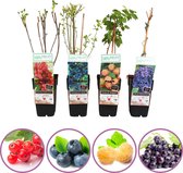 Klein fruit mix - set van 4 fruitplanten: rode aalbes, blauwe bosbes, gele framboos en blauwe druif - hoogte 50-60 cm
