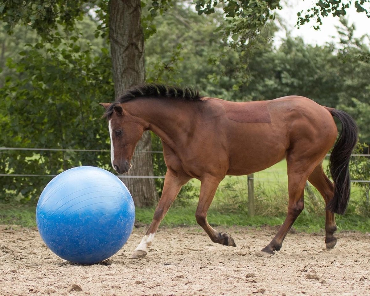 stilte Aanpassen heet Paardenbal / Paardenvoetbal / Speelbal Voetbal voor paarden 80CM Blauw |  bol.com