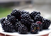 Rubus fruticosus 'Triple crown' doornloze bramenstruik, 2 liter pot