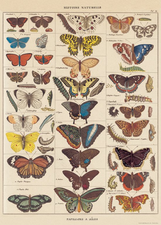 Planche d'école avec diverses espèces de papillons en détail, y compris Papilio Plexippus et Papilio Dide, avec des noms latins et allemands.