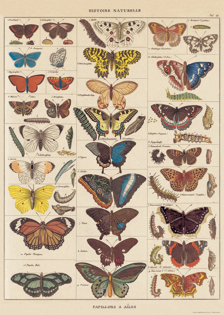 Cavallini & Co Poster Vlinders - Cavallini & Co - Schoolplaat Butterfly Natural History Multi Color