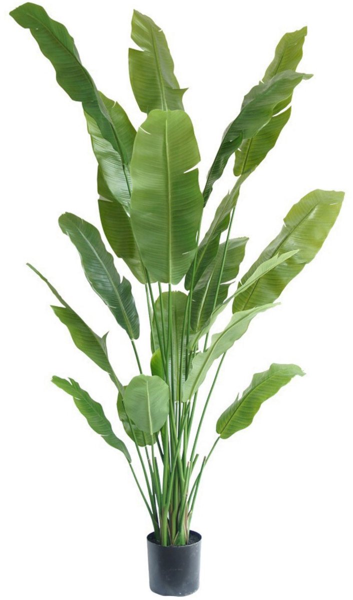 Strelitzia Kunstplant 210cm