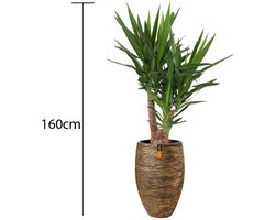 Yucca - In Capi pot Goud - c.a. 160 cm hoog - Interieurbeplanting