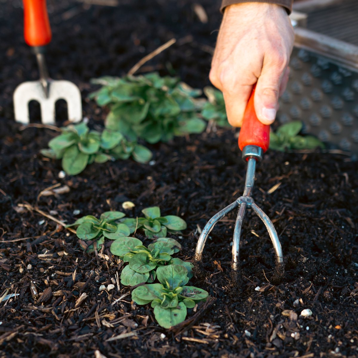 Felco 411 Hand weeder - Ideal for working the soil