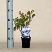 Blauwe bosbessenplant - Bluecrop
