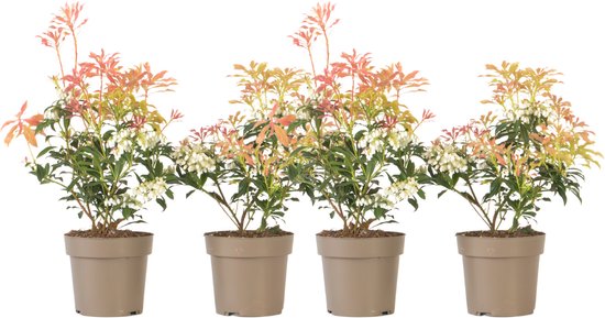 Plant in a Box - Pieris 'Forest Flame' - Set de 4 - Arbuste frappant aux feuilles rouge feu - Bruyère rocheuse - Pot 17cm - Hauteur 25-40cm