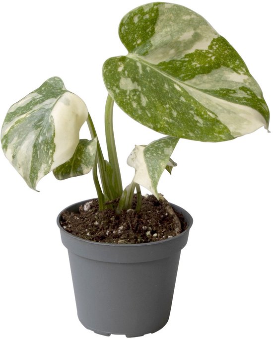 Monstera deliciosa 'Thai Constellation' - Hoogte 14cm - Pot 6cm