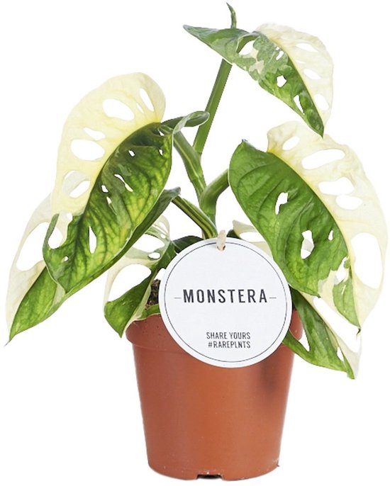 Monstera Adansonii Variegata - Hoogte 25cm - Pot 12cm