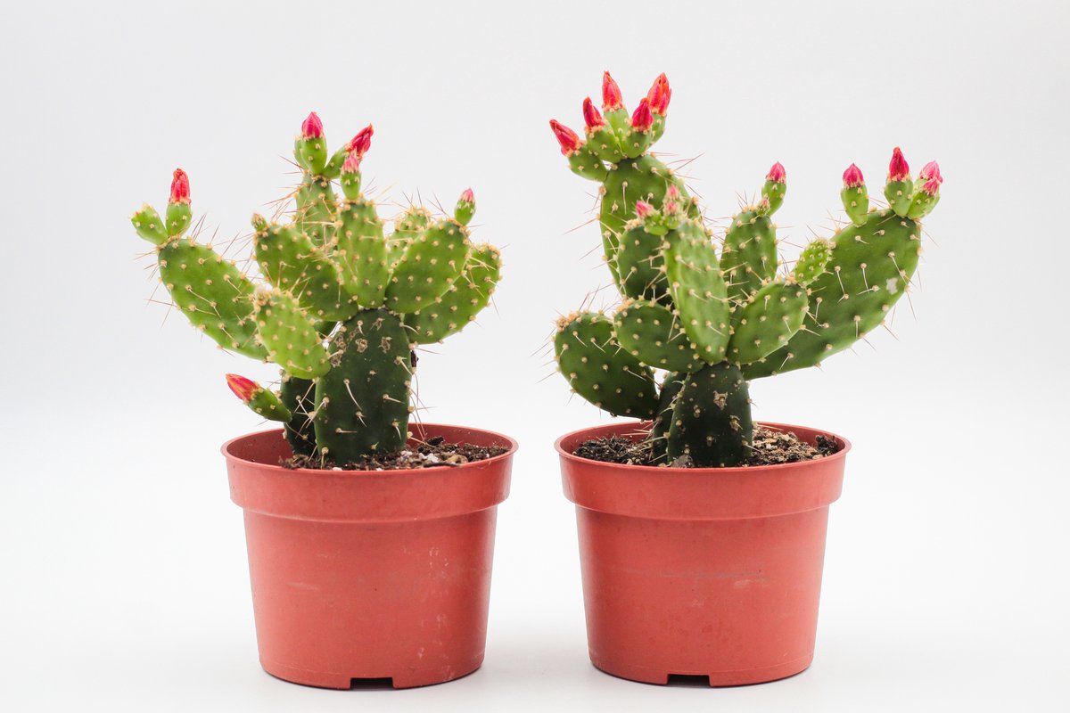 Ikhebeencactus | Tacinga Palmadora | Schijfcactus | Prachtige bloeiende cactus | Set van 2 stuks | 10.5 cm pot | Makkelijke kamerplant