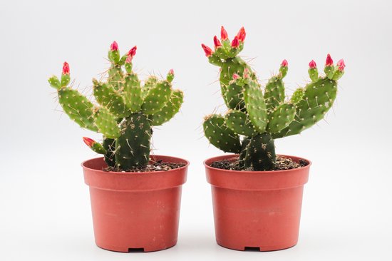 Ikhebeencactus | Tacinga Palmadora | Schijfcactus | Prachtige bloeiende cactus | Set van 2 stuks | 10.5 cm pot | Makkelijke kamerplant