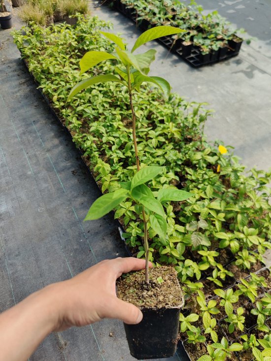 Een hand houdt een jonge lotusboomplant in een pot vast, met op de achtergrond rijen van andere planten in een kas.