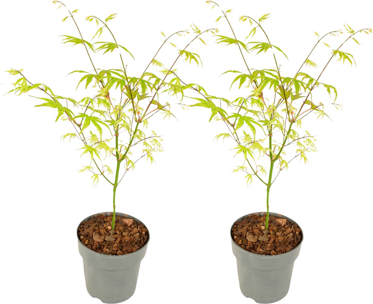 Plant in a Box - Acer palmatum 'Ukigumo' - set van 2 - Japanse Esdoorn - ⌀15cm - Hoogte 35-55cm