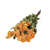 Abrikooskleurige gedroogde trosrozen | Rozen droogbloemen | 10 rozen per bos | Lengte 50 centimeter | Per bos te bestellen