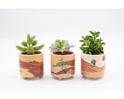 Voordeelset Sahara – 3 Mini Cactus & Vetplanten met Keramieken Woestijnpotten – Onderhoudsvriendelijk – Kamerplanten Cadeau