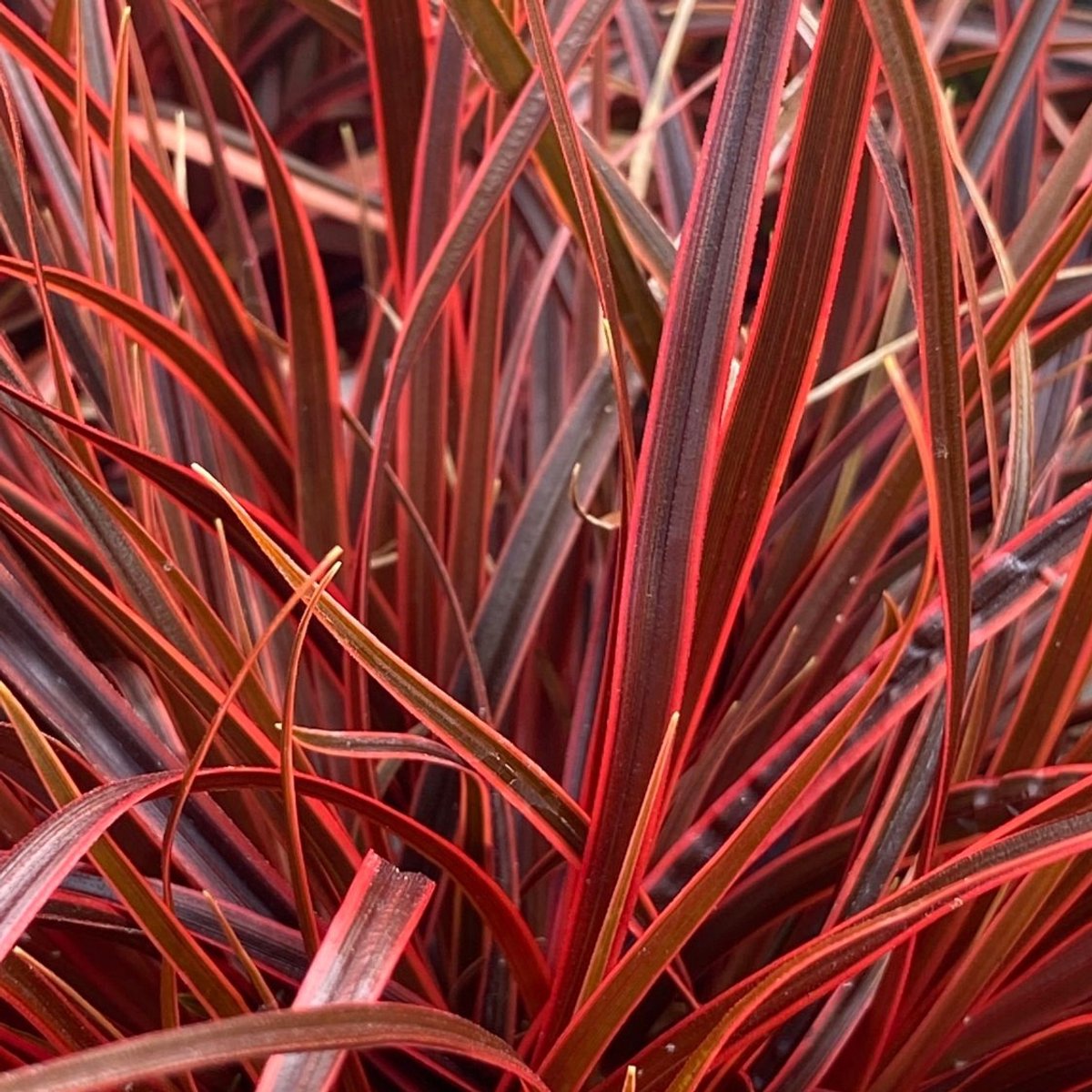 6x Uncinia rubra 'Everflame' Pot 9x9cm - Rode Zegge voor een Kleurrijke Tuin