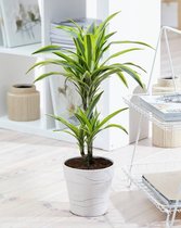 Dracaena Lemon Lime - 70cm