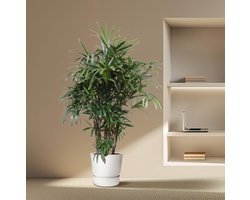 Rhapis Excelsa - 190 cm - ø40