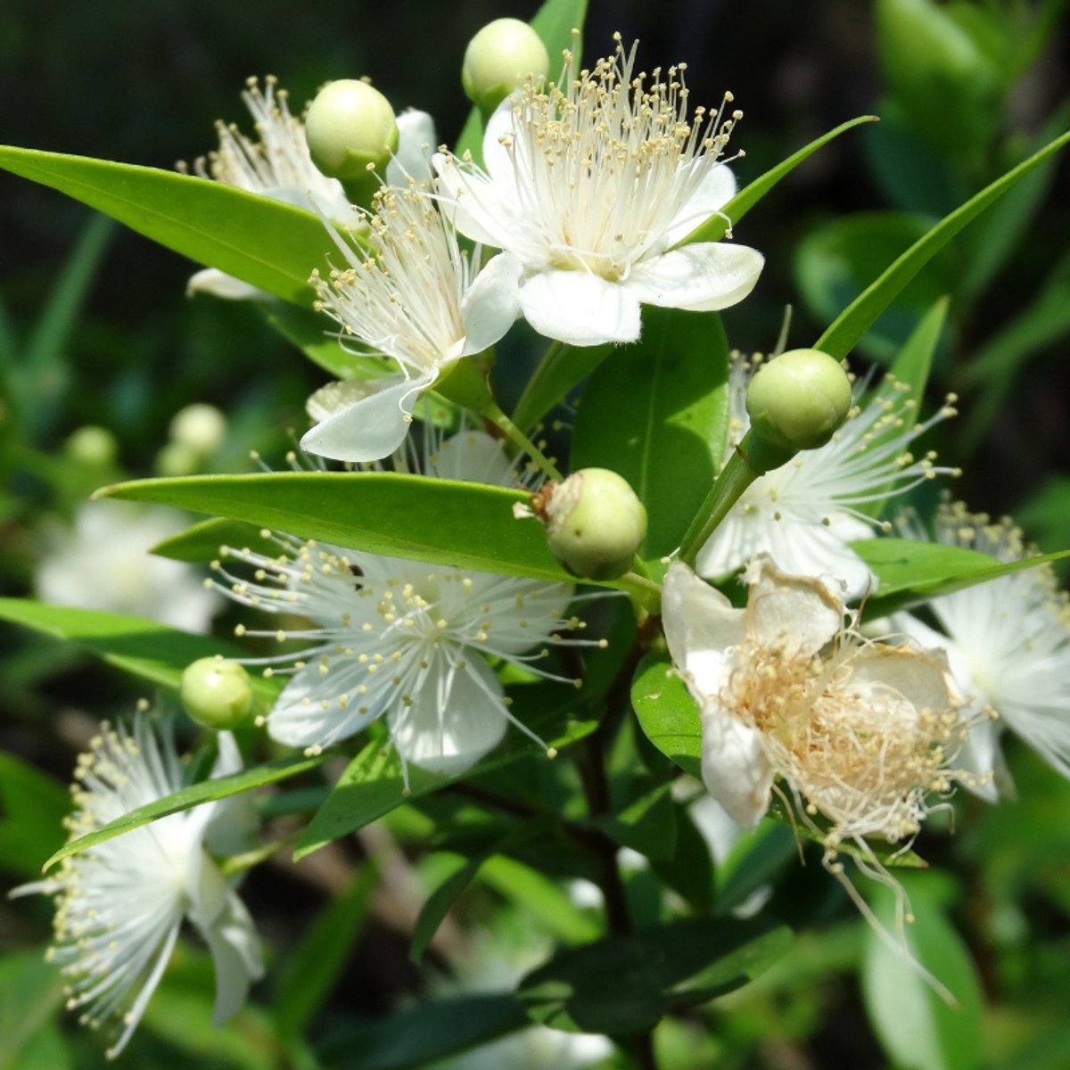 Myrtus communis 30-40cm - Myrte, geurige en wintergroene struik voor tuin en huis