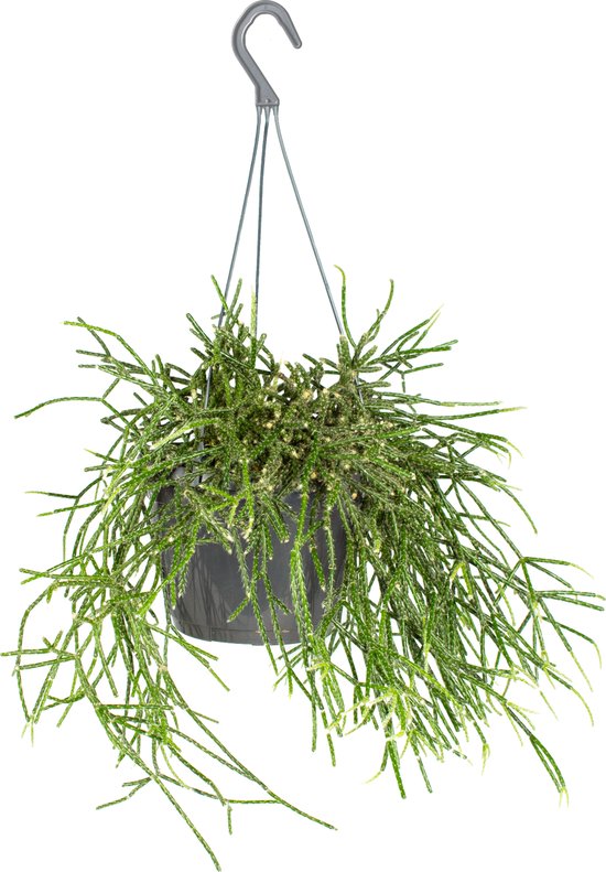 Rhipsalis pilocarpa