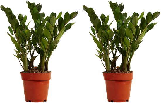 Bloomique - Set van 2 - Zamioculcas Zamiifolia - Kamerpalm - ZZ Plant - Kamerplanten - Luchtzuiverend - Zeer Gemakkelijk in onderhoud - 30-40cm Hoog - Pot 12cm