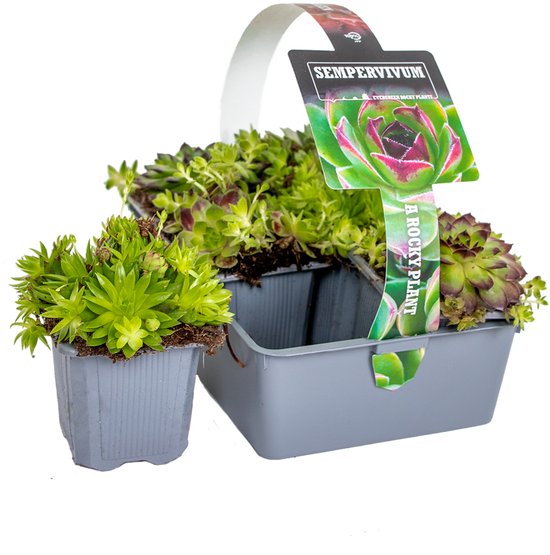 Een mand met Huislookplanten, inclusief een losse pot met planten en een informatiekaart.