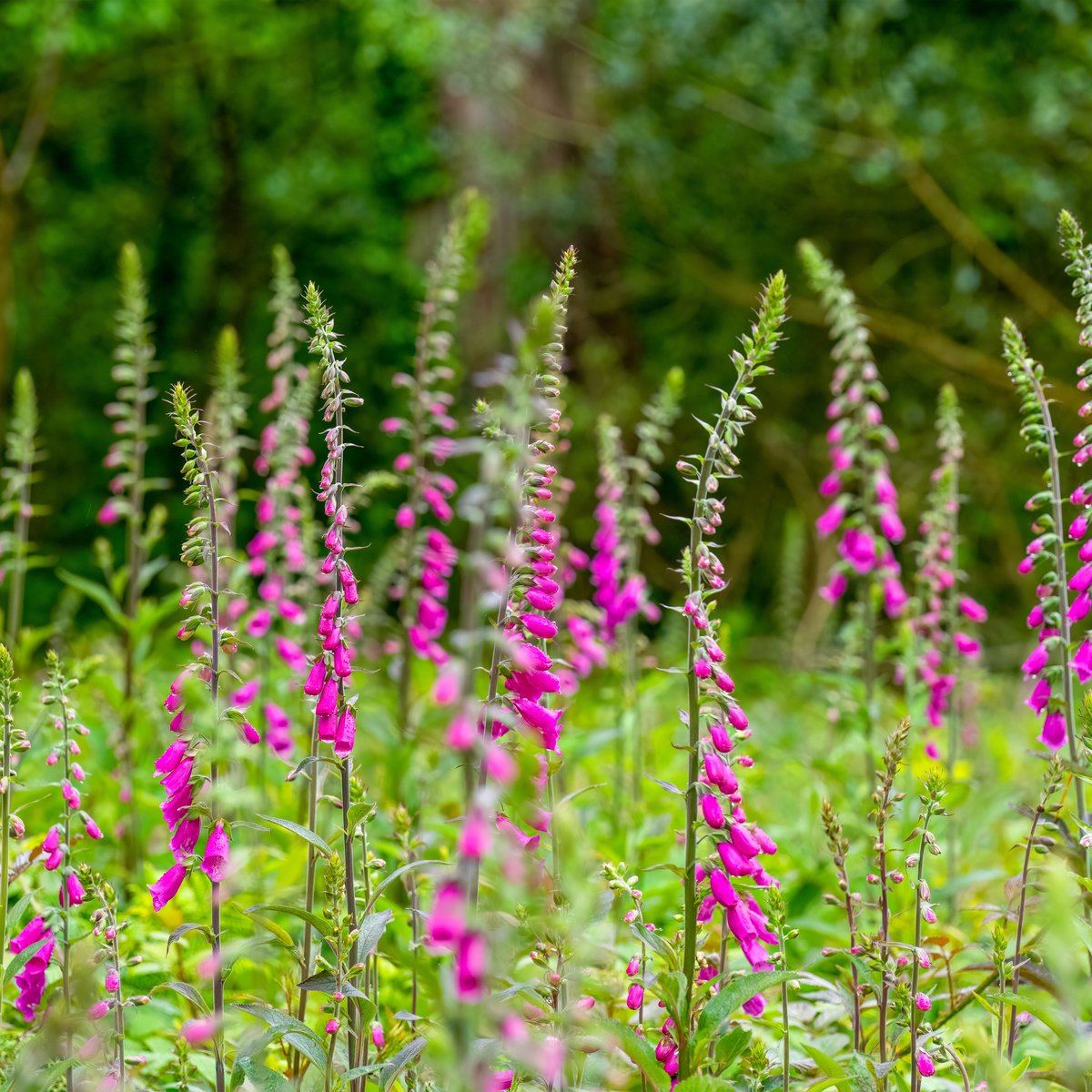 Bloomique - Set van 3 - Digitalis Purpurea Gloxiniiflora - Vingerhoedskruid - Tuinplanten - Winterhard - Hoogte 10-20 cm - Pot 9x9 cm