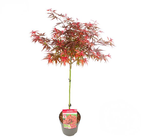 Bloomique - Acer Palmatum Shaina - Japanse Esdoorn op Stam - Tuinplanten - Boom - Winterhard - 80-90 cm Hoog - Pot 19 cm