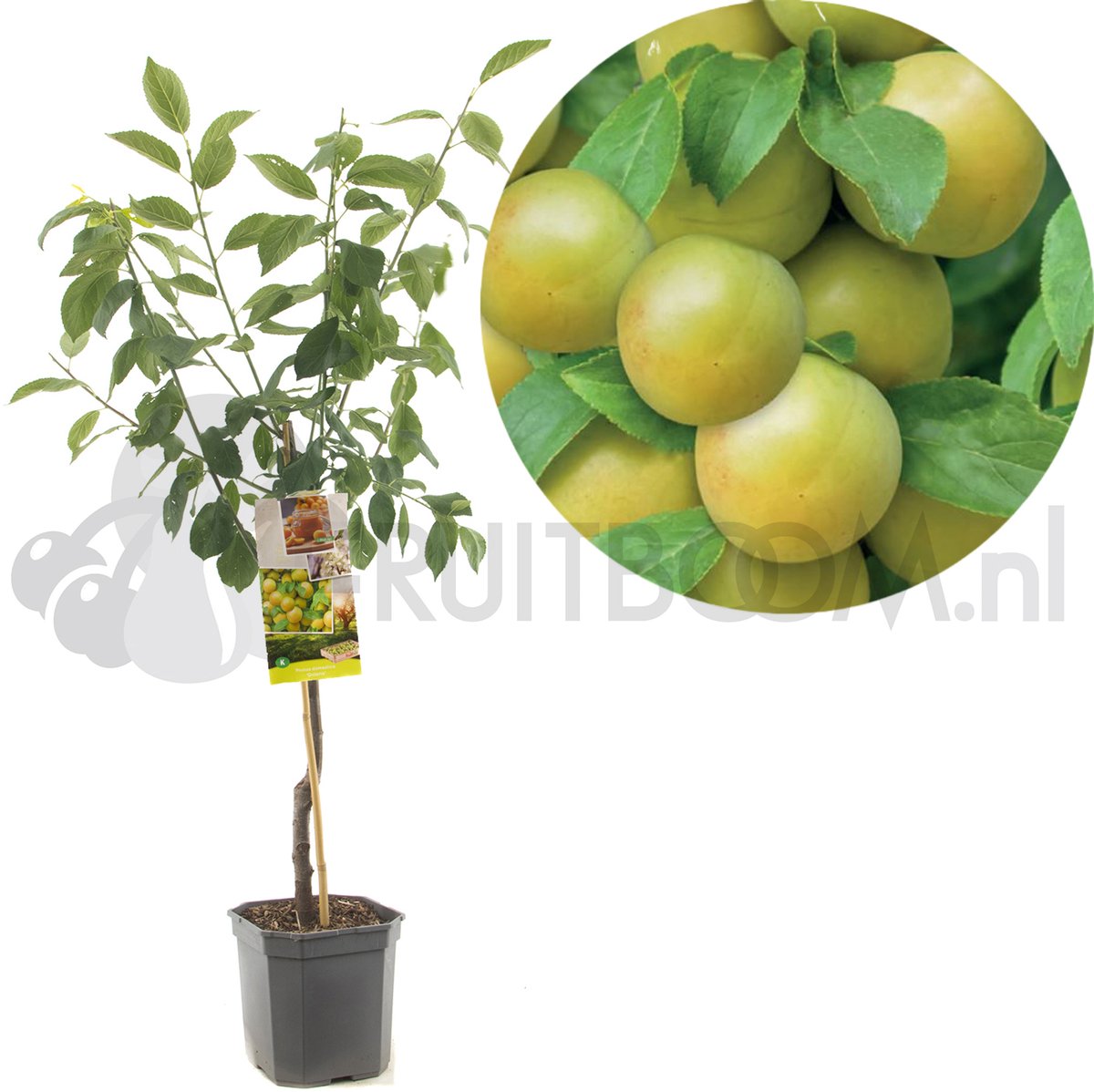 Prunus domestica Ontario | gele sappige pruim | laagstam