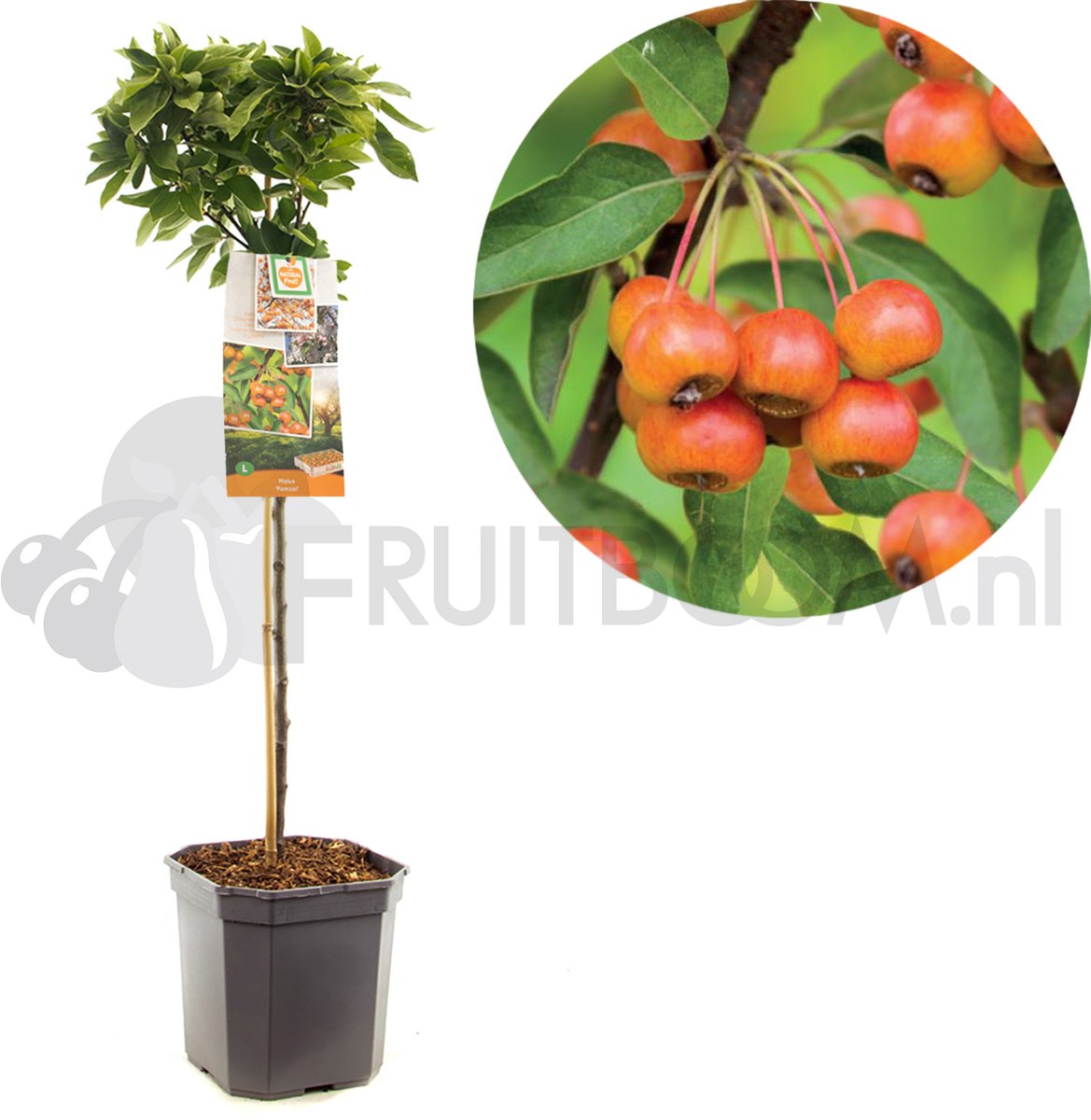 Malus Pom Zai Courtabri | dwergsierappel | stam 60