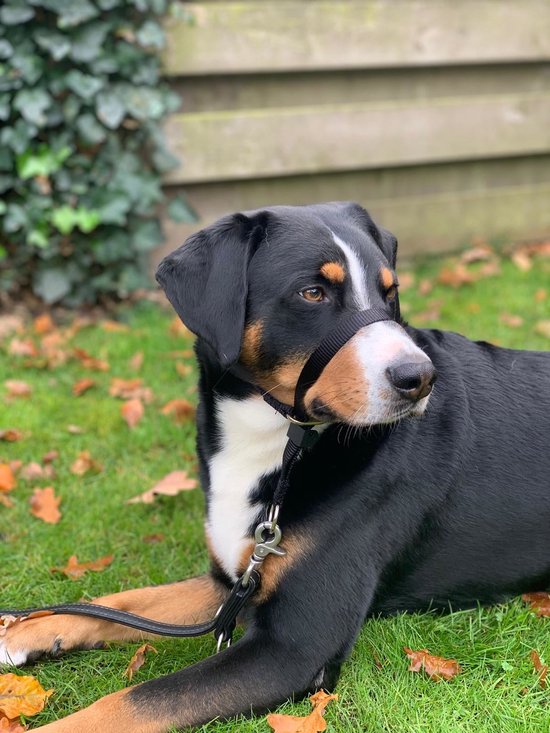 Grand chien noir et brun allongé dans l'herbe avec une longe de tête et un collier Gentle Leader noirs.