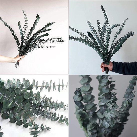 dzqad Eucalyptus Douche Plant | 10 Stuks Natuurlijke Gedroogde
