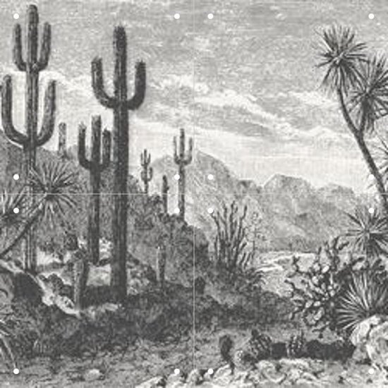 IXXI Cactuses in Mountains - Wanddecoratie - 40 x 40 cm