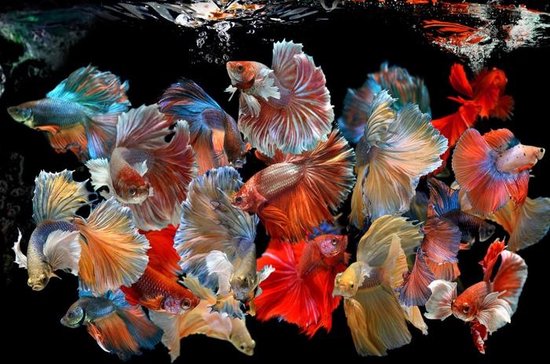Glasschilderij - vissen - 80x120cm - kleurrijk