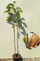 Jonge Beverboom | Magnolia 'Banana Split' | 150-200cm hoogte