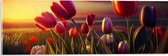 Acrylglas - Kleurrijke Tulpen in Bloemenveld - 60x20 cm Foto op Acrylglas (Wanddecoratie op Acrylaat)