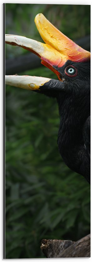 Dibond - Kleurrijke Neushoorn Vogel in het Bos - 20x60 cm Foto op Aluminium (Met Ophangsysteem)
