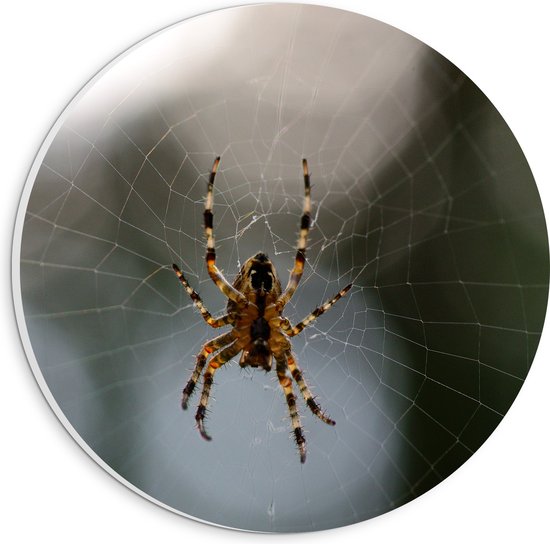 PVC Schuimplaat Muurcirkel - Spin in het midden van een spinnenweb - 20x20 cm Foto op Muurcirkel (met ophangsysteem)