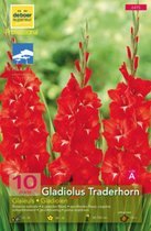 Gladiolus hybr. 'Traderhorn'