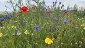 Bloemenpracht - Veldbloemenmengsel meerjarig - 100gr. - Advanta