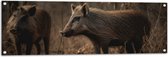 Tuinposter – Bruine zwijnen in een bos omgeving - 120x40 cm Foto op Tuinposter (wanddecoratie voor buiten en binnen)