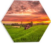 PVC Schuimplaat Hexagon - Zonsondergang bij de Thaise Rijstvelden - 30x26.1 cm Foto op Hexagon (Met Ophangsysteem)