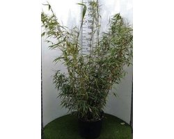1 x Fargesia robusta 'Campbell' - Bamboe 100-125 cm in pot