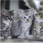 Poster Glanzend – Drie kittens met blauwe ogen zitten op een rijtje - 50x50 cm Foto op Posterpapier met Glanzende Afwerking