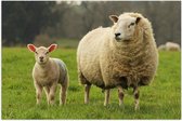 Poster Glanzend – Schaap en lammetje in weiland staan langs elkaar - 90x60 cm Foto op Posterpapier met Glanzende Afwerking