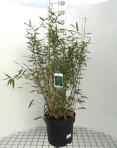 1x Fargesia murieliae 'Dino' - Bamboe 80 - 100 in C10 liter pot