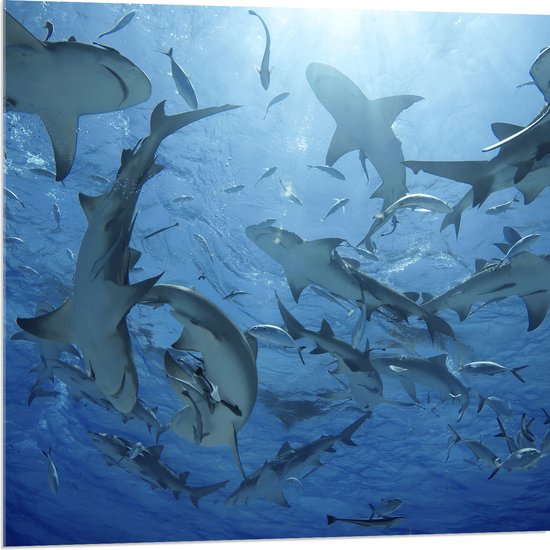 Acrylglas - Groep haaien zwemmen rond in de zee - 80x80 cm Foto op Acrylglas (Met Ophangsysteem)