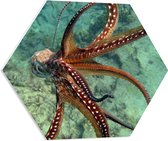 PVC Schuimplaat Hexagon - Bruine octopus zwemt door de zee heen - 60x52.2 cm Foto op Hexagon (Met Ophangsysteem)