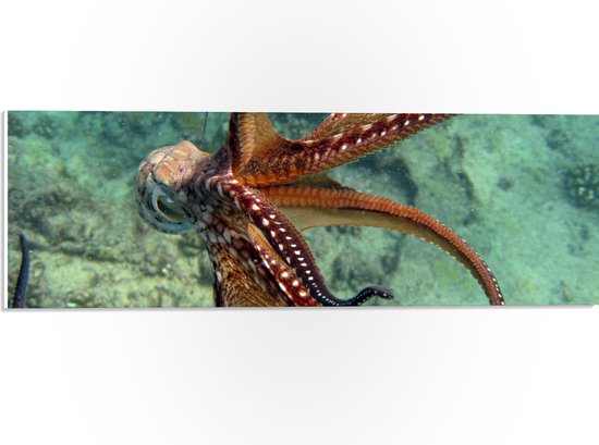 PVC Schuimplaat- Bruine octopus zwemt door de zee heen - 60x20 cm Foto op PVC Schuimplaat